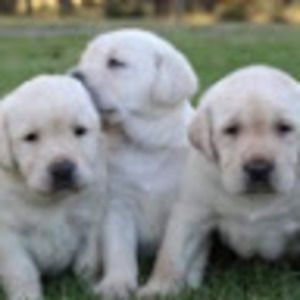 Meet your Posher, Lillydogs